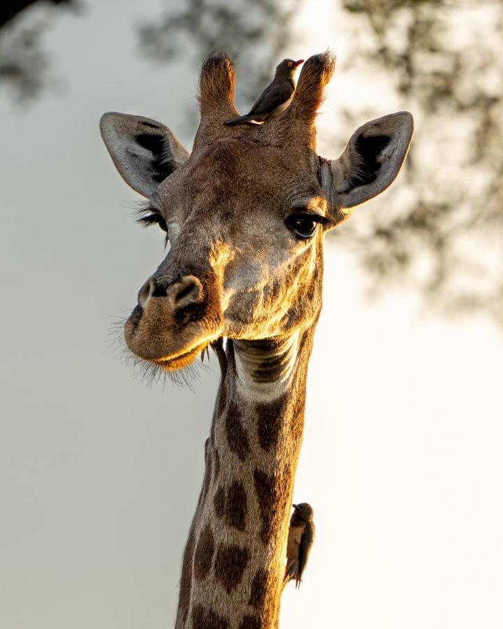 Nomads Den Private Villa With Heated Pool On Hoedspruit Wildlife Estate Riverbed Esterno foto