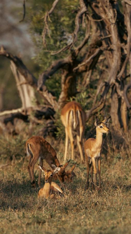 Nomads Den Private Villa With Heated Pool On Hoedspruit Wildlife Estate Riverbed Esterno foto